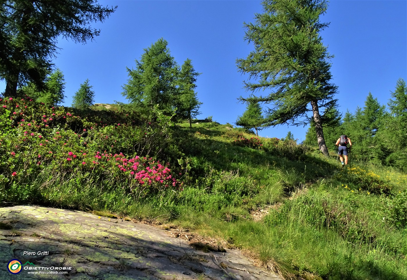 19 Rhododendron ferrugineum (Rododendro rosso) sul sentiero per il MIncucco.JPG